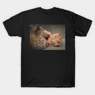 Playful orange kitten T-Shirt